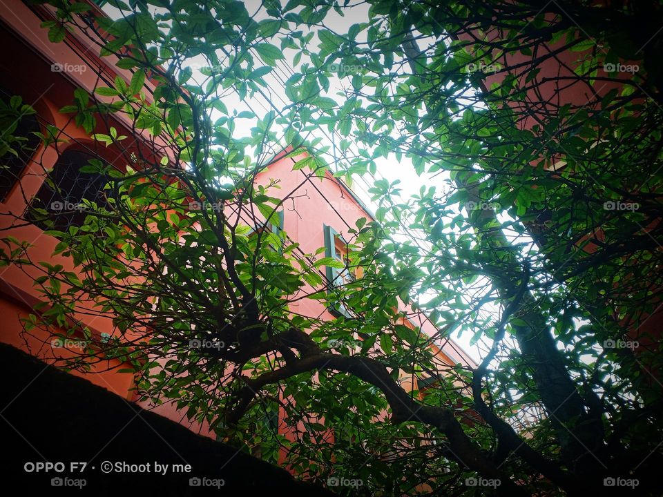 Tree: Tagor Tree Nice pics with a sky