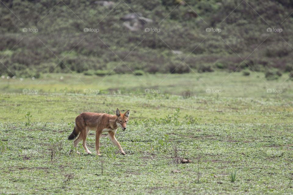 Ethiopian wolf 37