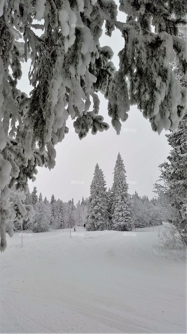 Winter view in the mountains woods