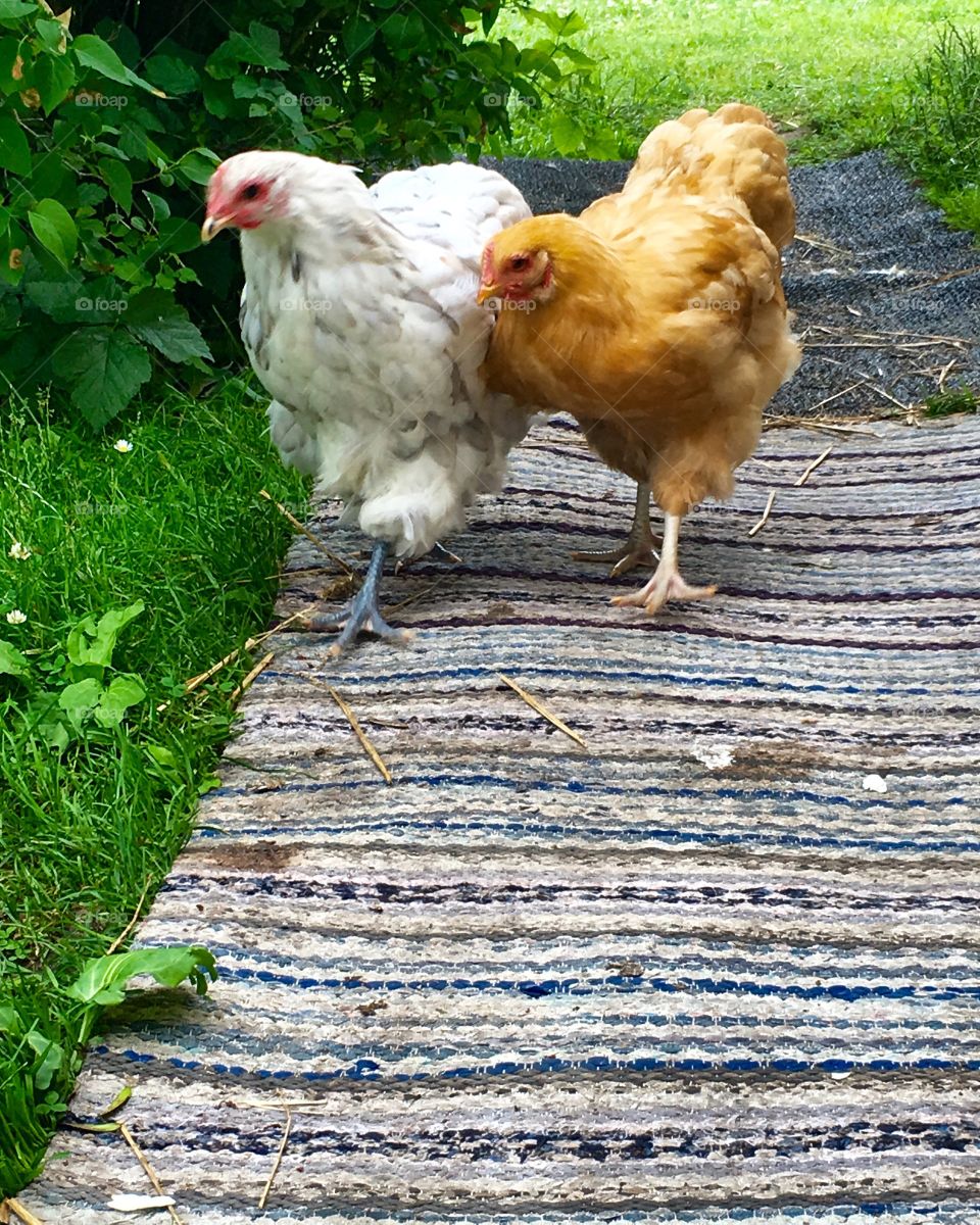 Chicken walk