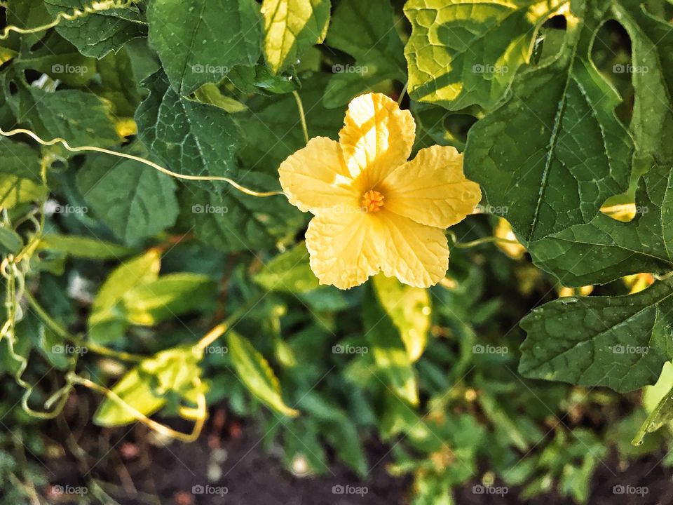 Yellow flower hanging on a vine 