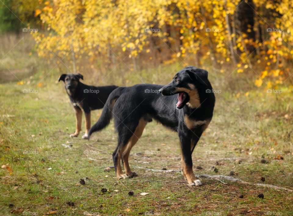 Two dogs black 