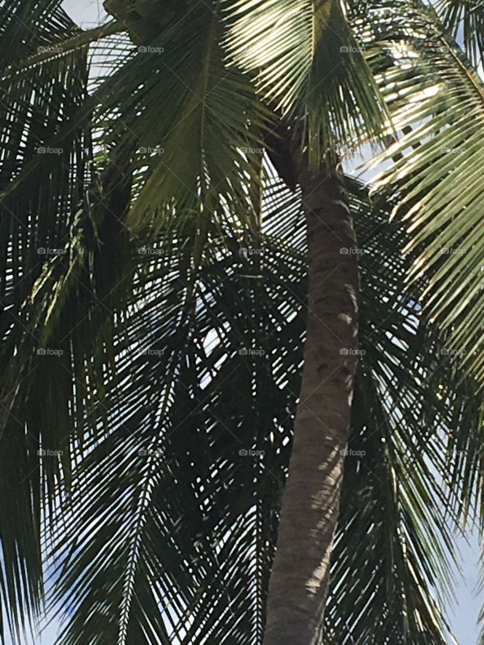 Coconut trees 