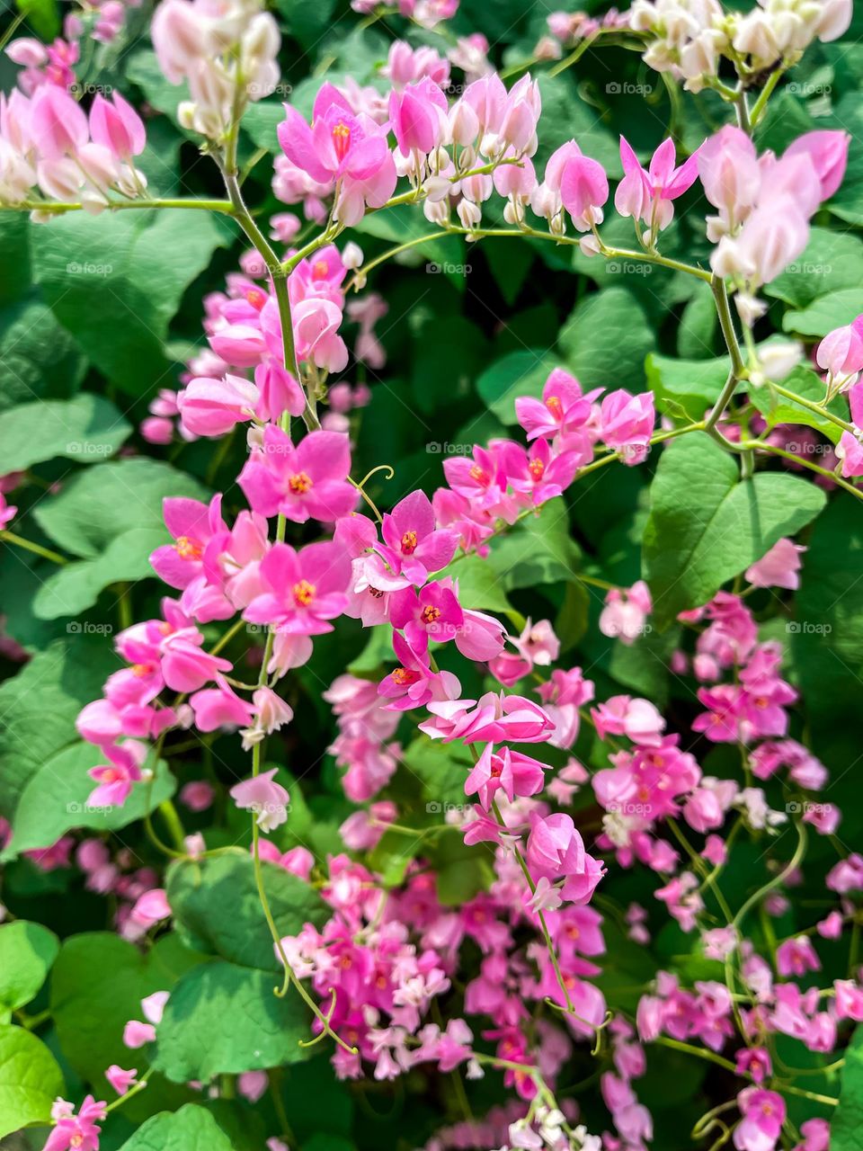 Beautiful blooming pink tiny flower in close up view