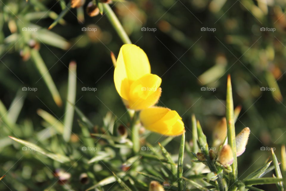 Yellow flower bud