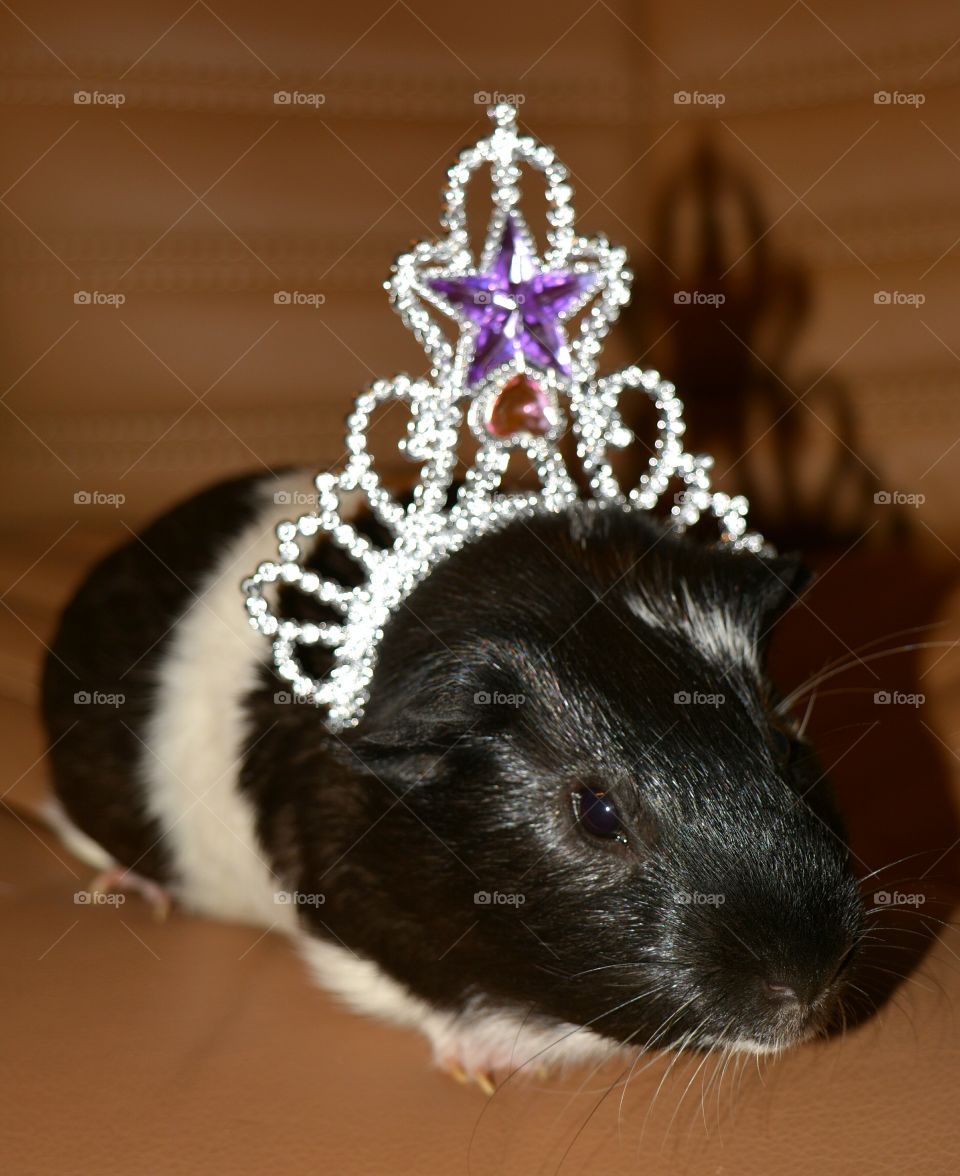 Close-up of guinea pig with crown