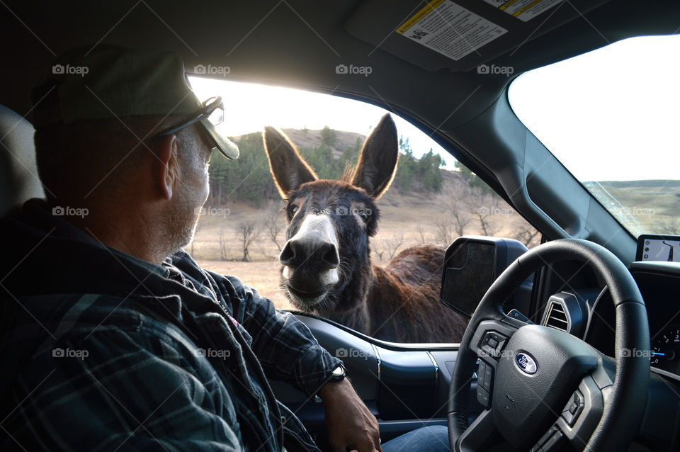 A curious donkey looks in the window at my husband. 