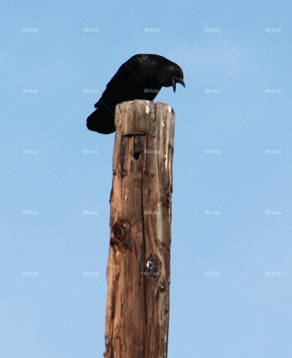 Crow on a pole