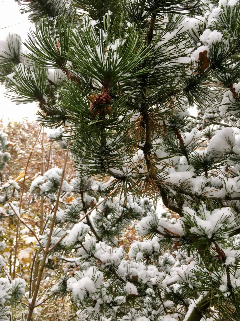 winter forest-first snow