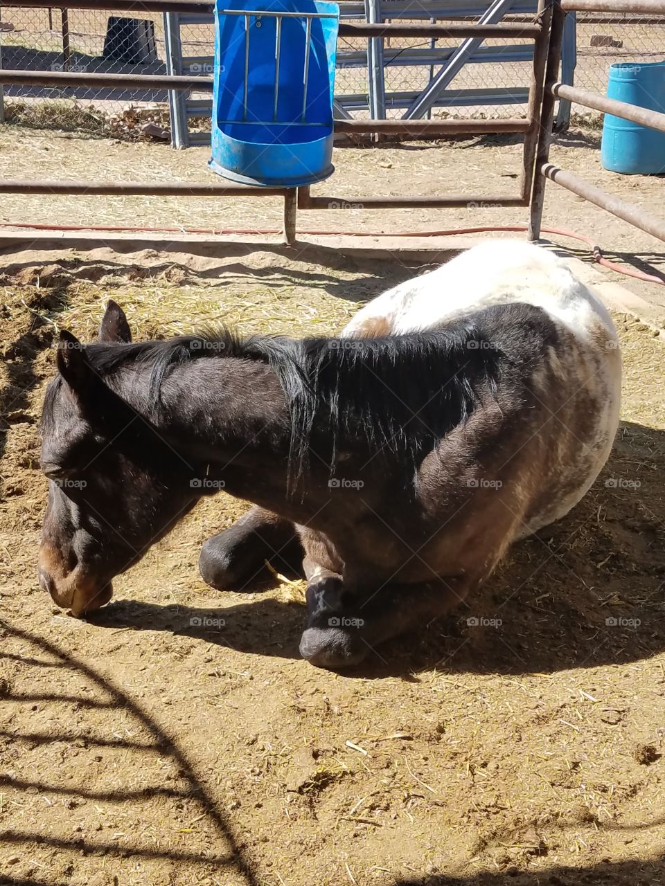 Resting horse