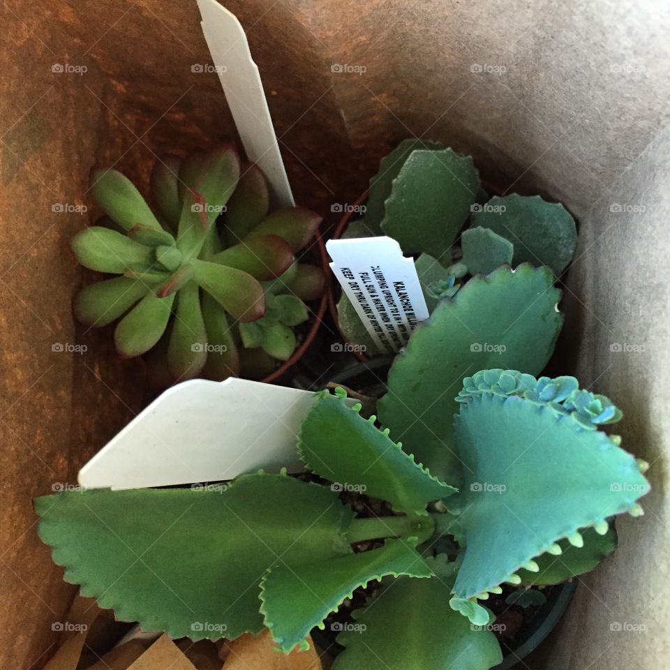 Plants in bag