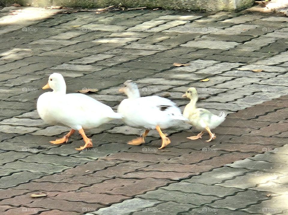 Three little ducks taking a walk in the city park? The big, medium and small ones all walk in unison, so cute