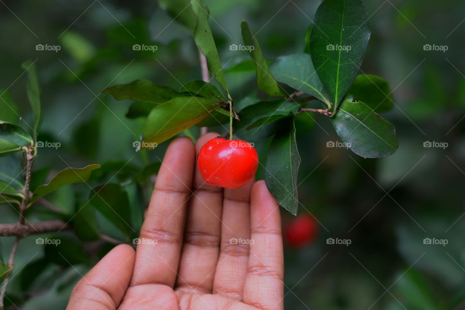holding cherry