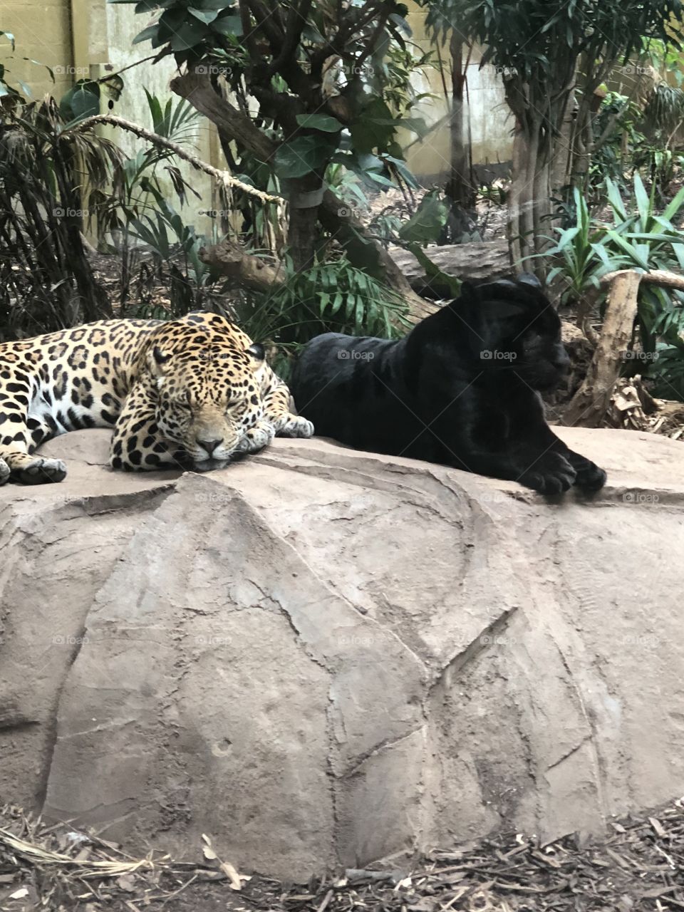 Pantera and Leopard 