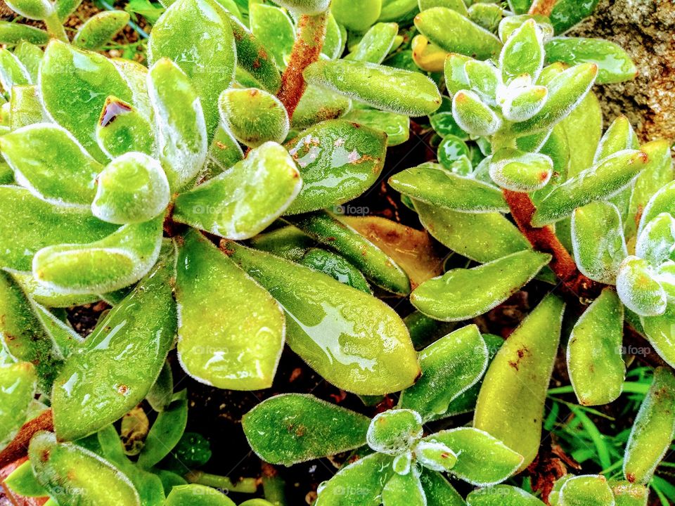 Cactus after the rain