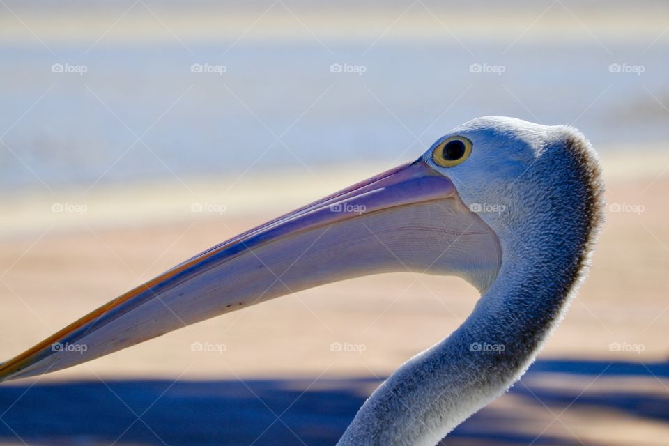 Profile view headshot pelican by the ocean 