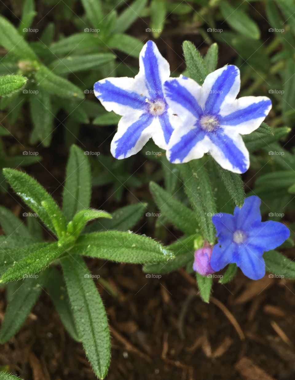 Tiny blossom