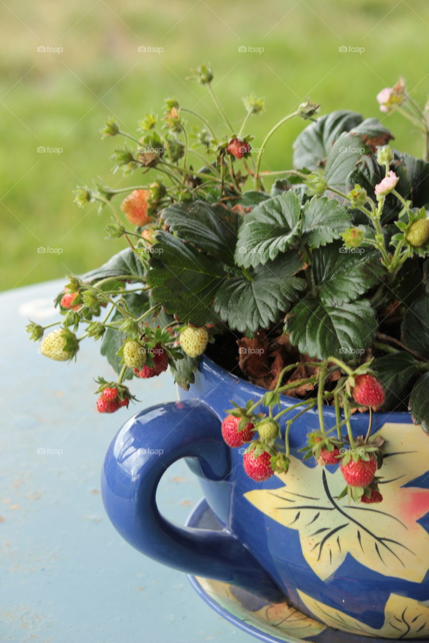 Strawberries growing in ceramic cup