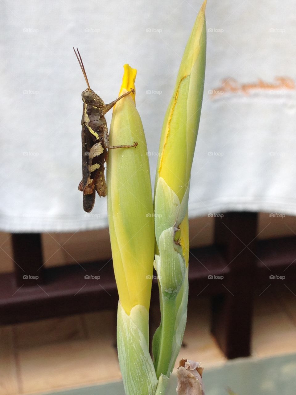 Grasshopper on flower. Grasshopper Koh Samui Thailand 