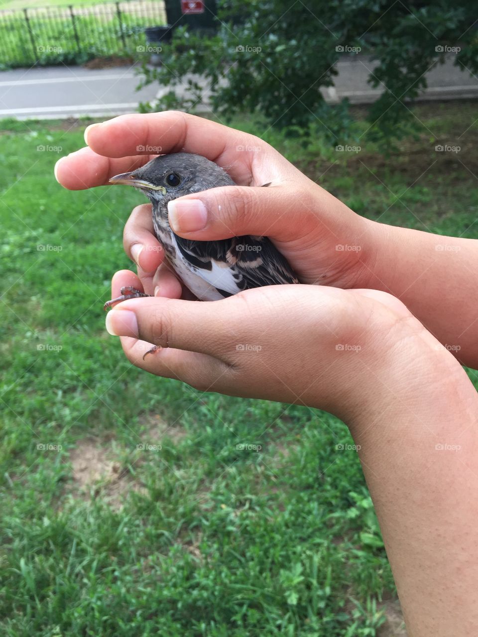 Baby Mockingbird . Went to the park and found a baby mockingbird. Released him later as his mother was looking for him.