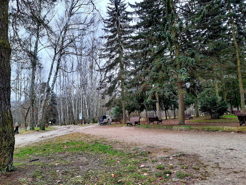 forest landscape with clearing