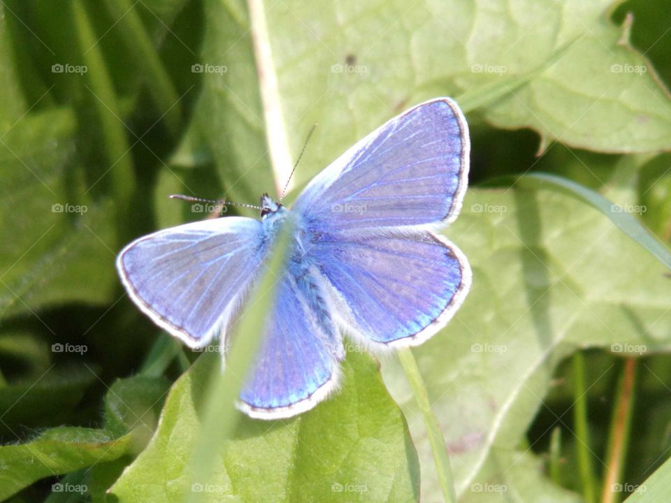 Schmetterling auf einer Wiese