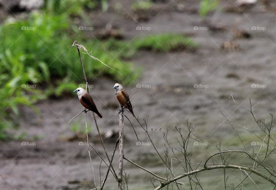 Pair of pale headed munia . Resident corner site of habitat at the daylight season. The birds keep distance with other group of munia .
