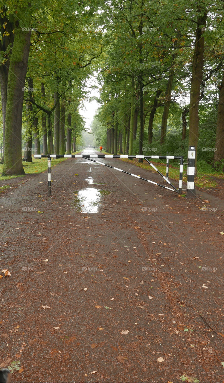 Road in a park in Belgium.