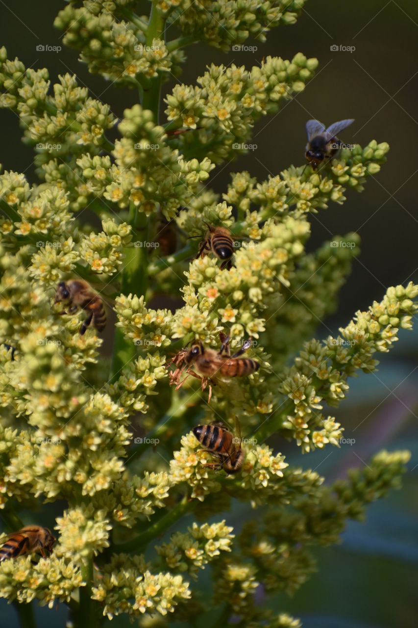 Bees