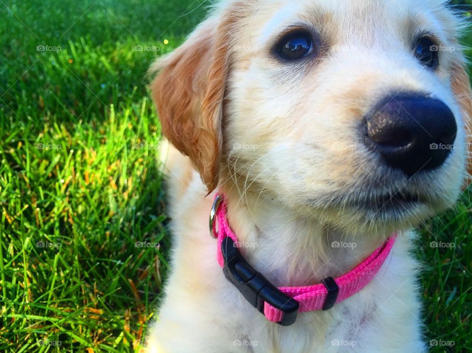 Golden retriever puppy 