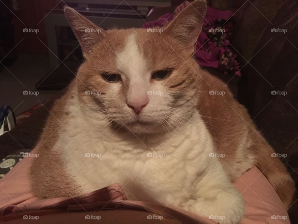 Fat Cat
