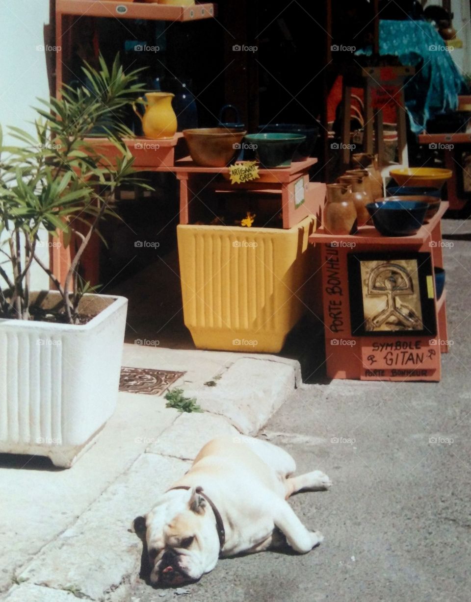 dog in the street