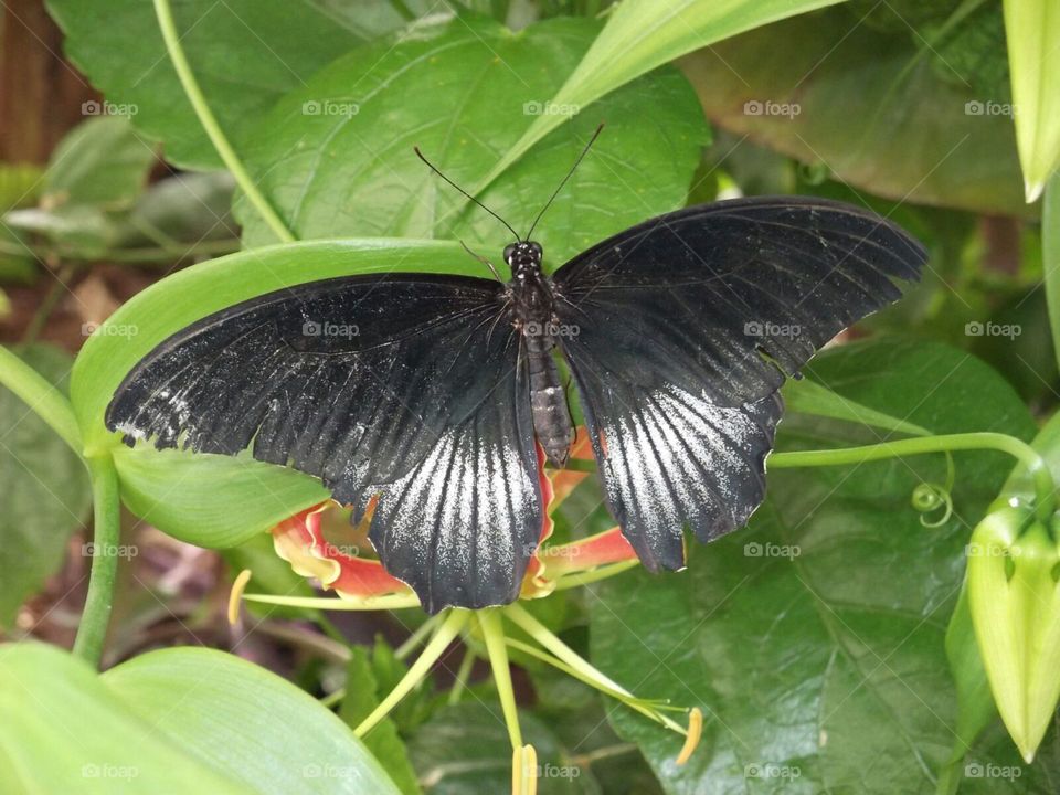 black butterfly