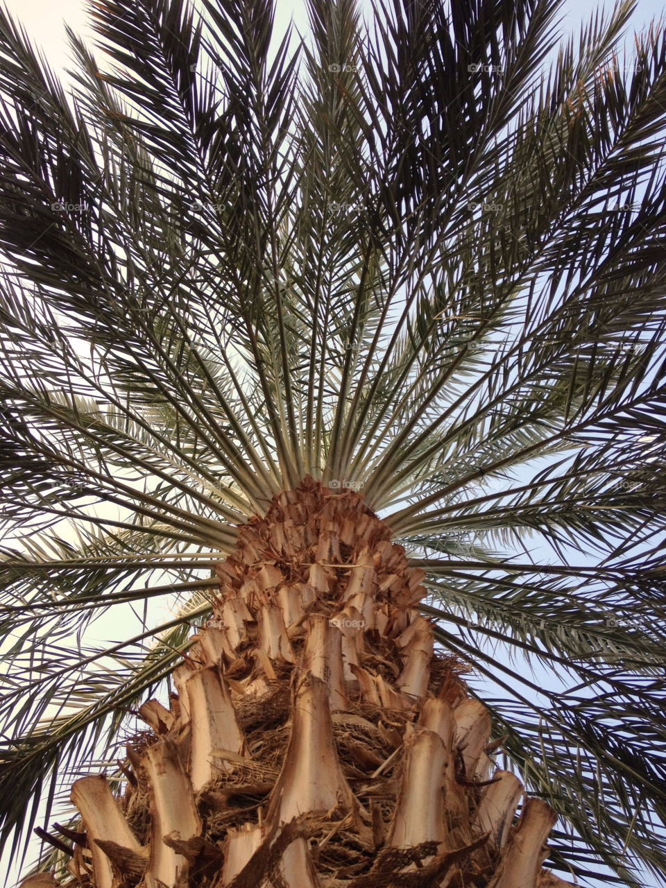 A palm tree near the dead sea, Israel