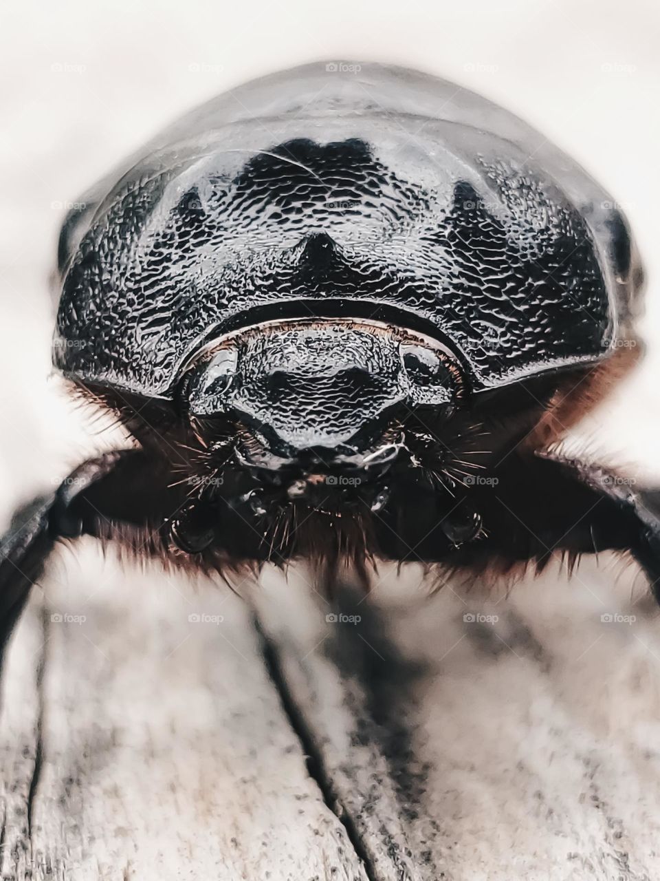 Ox beetle, female (Dynastinae, Strategus aloeus