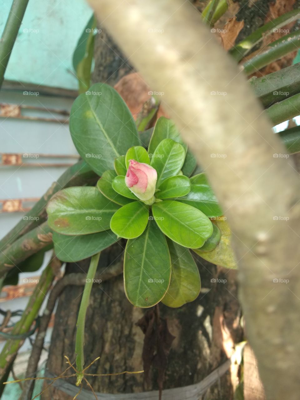 bud of frangipani flower