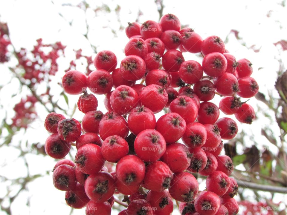 Autumn berries