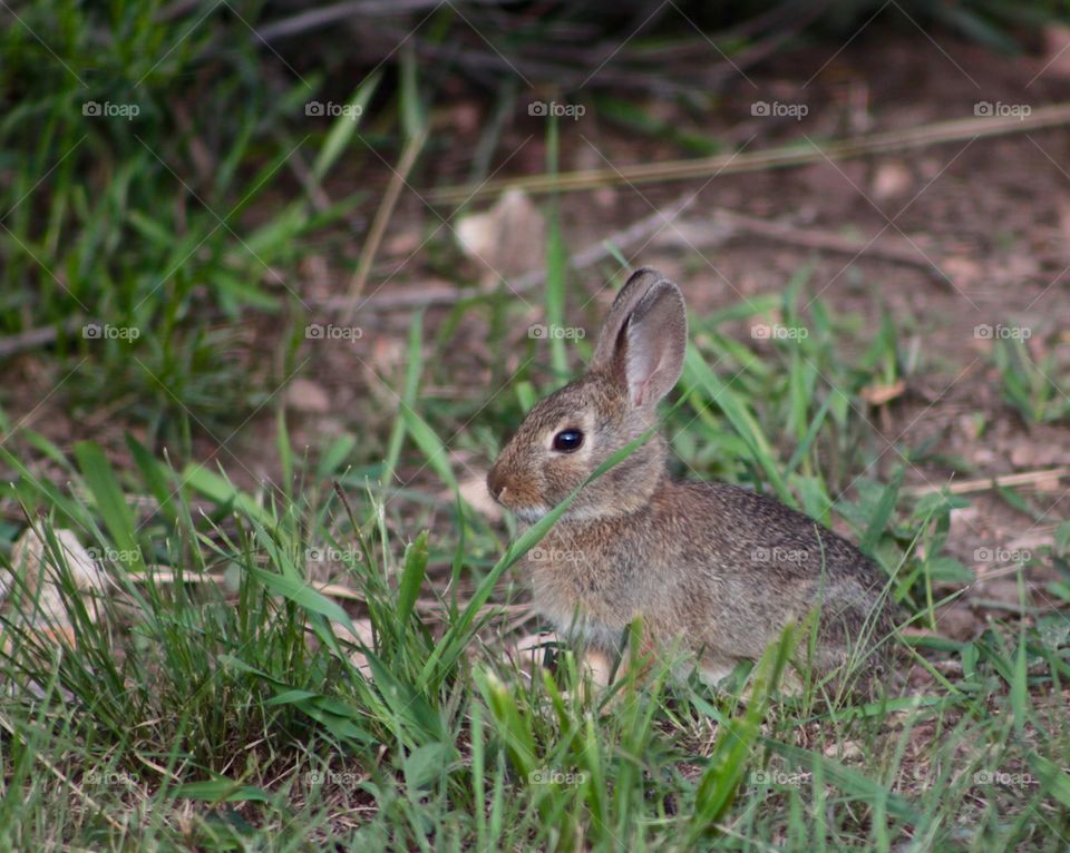 Cotton Tail Rabbit