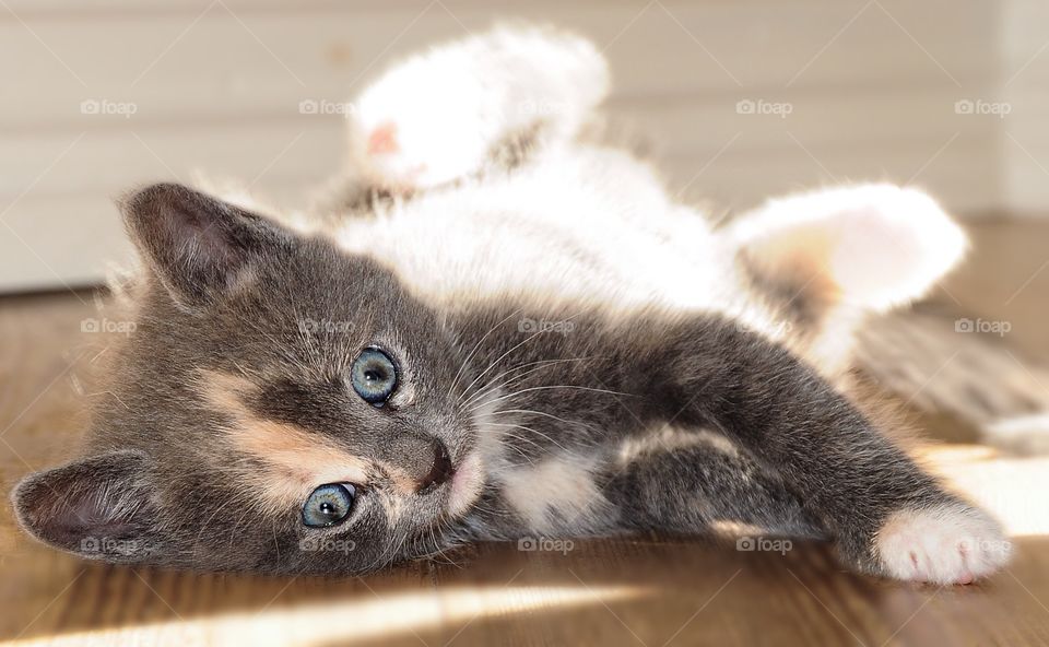 Close-up of cute kitten