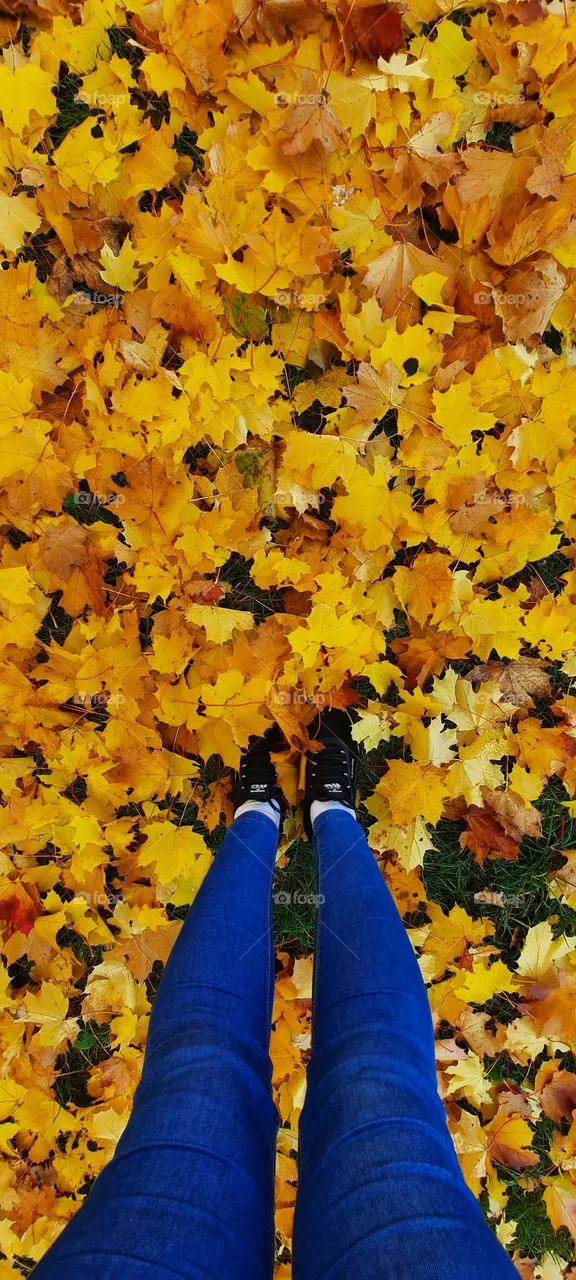 осень, листья, осенние листья, оранжевые листья, любовь к природе,  люблю осень
