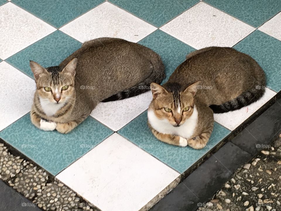 Cat siblings 