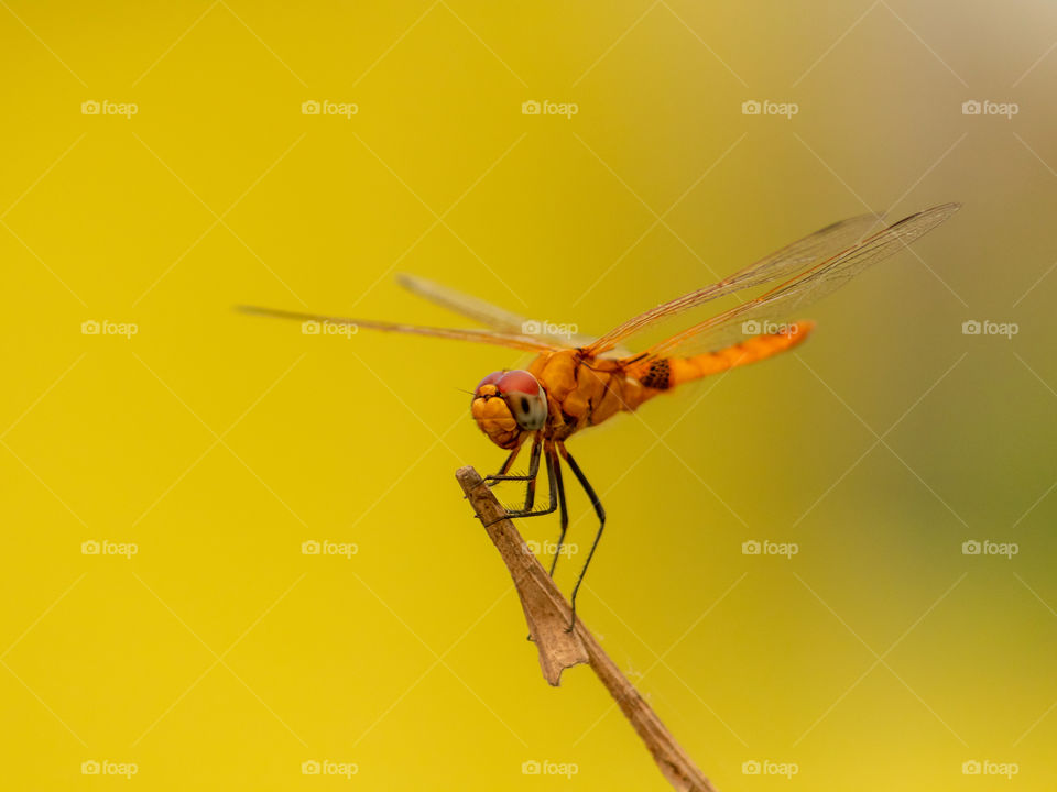 Beautiful Dragonfly