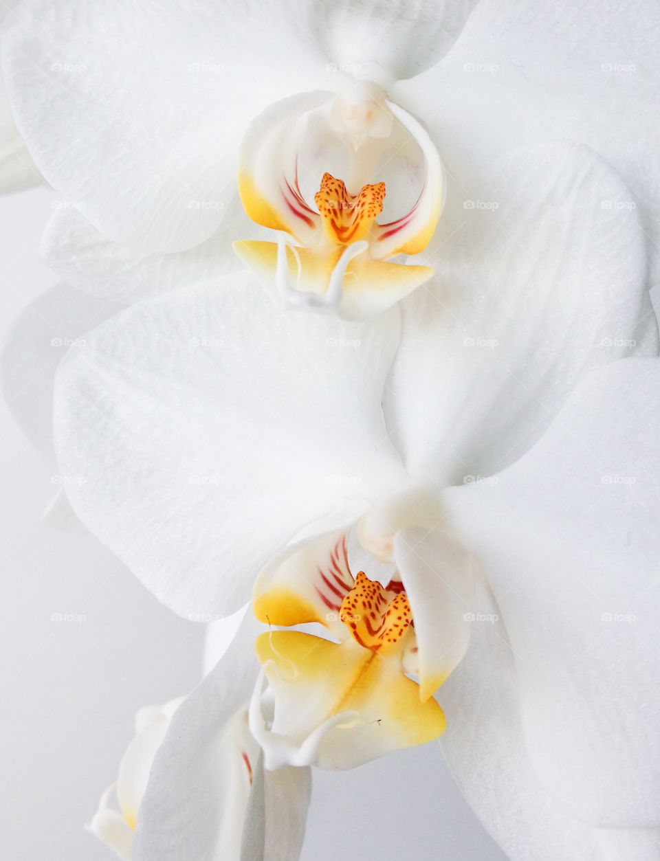 White orchidy. flowers