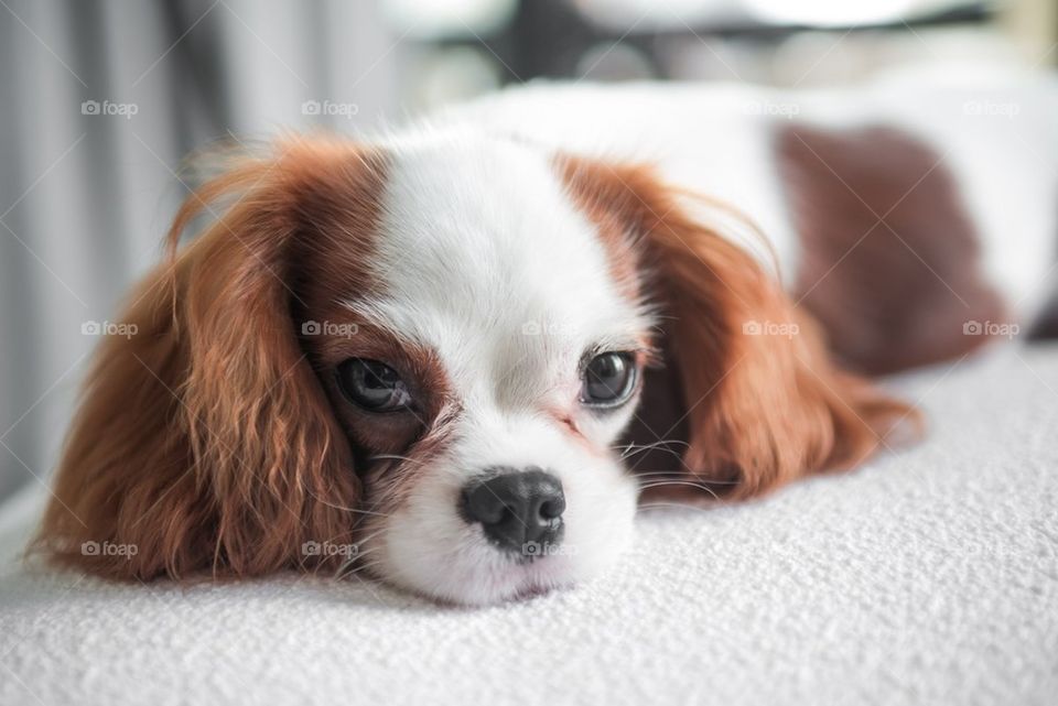 Cavalier king charles spaniel