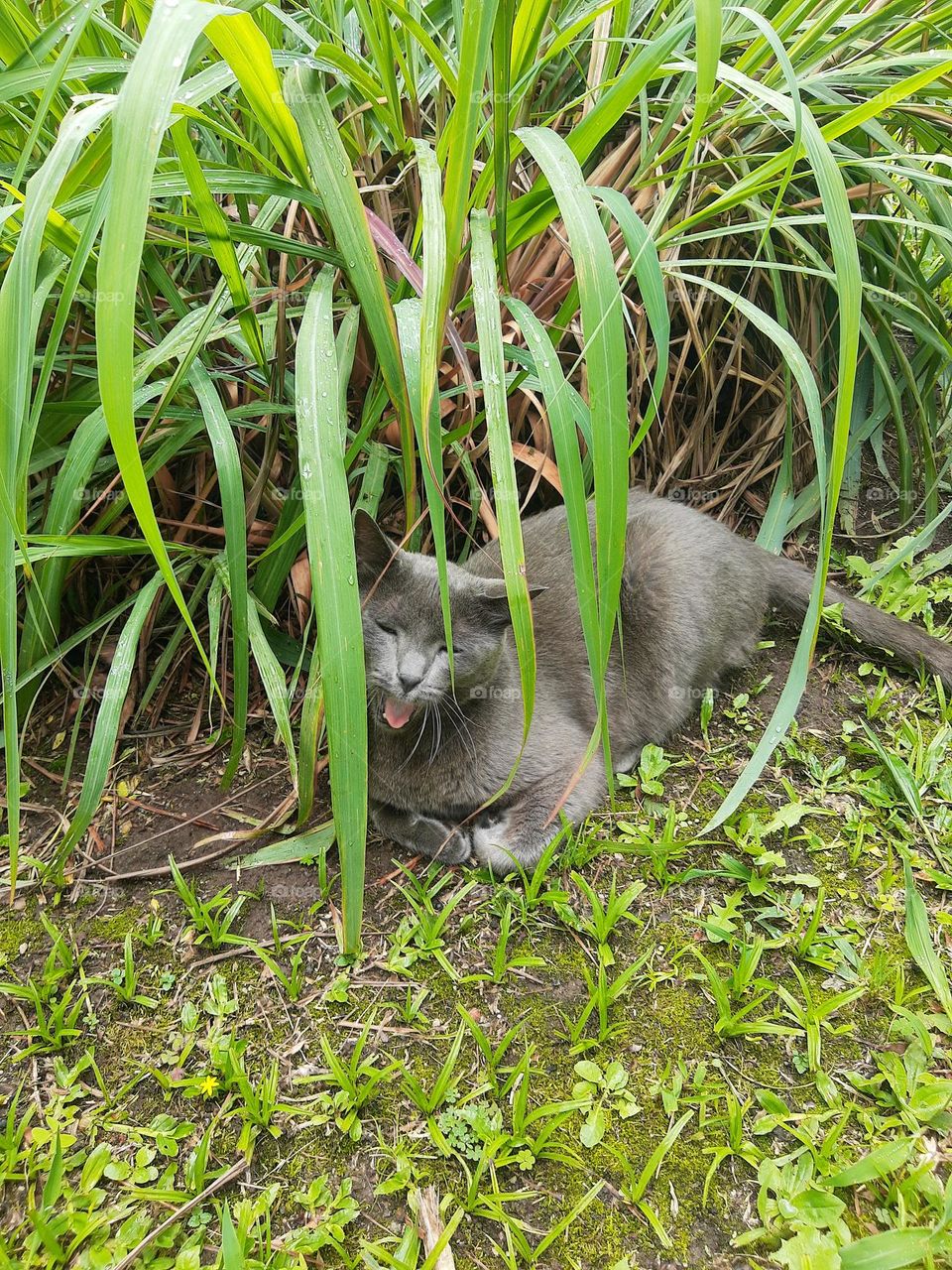 cat under a plant