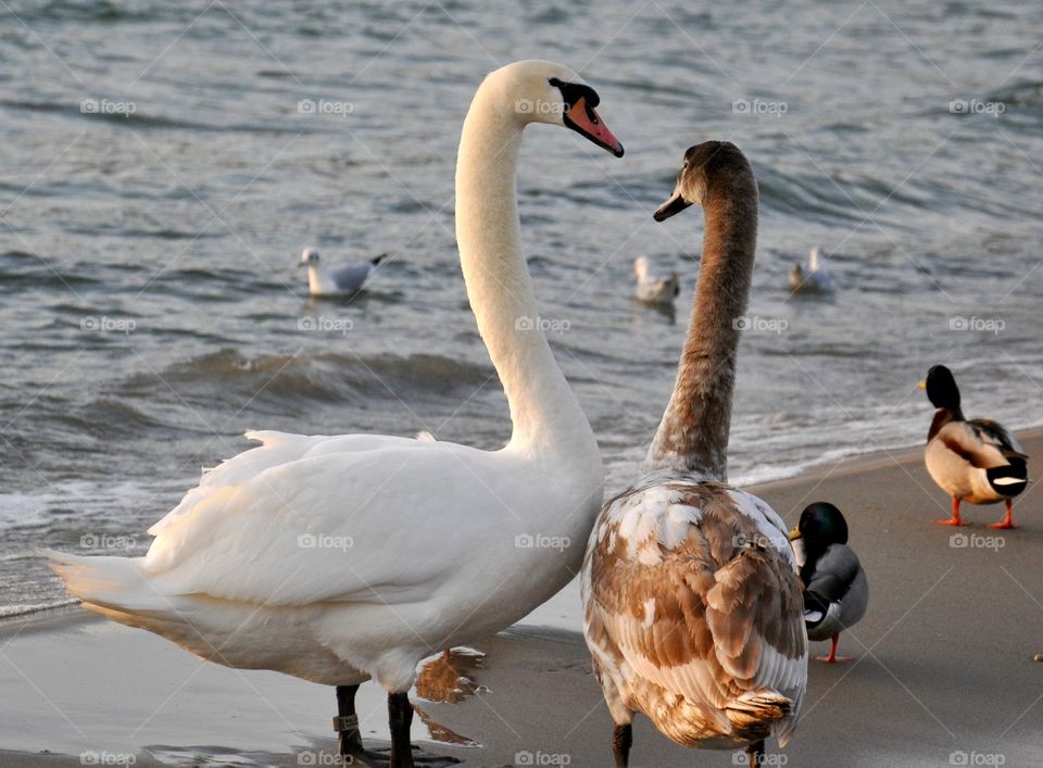 Swans at the Baltic Sea