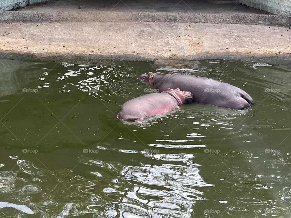 Hippo kid playing with her mother