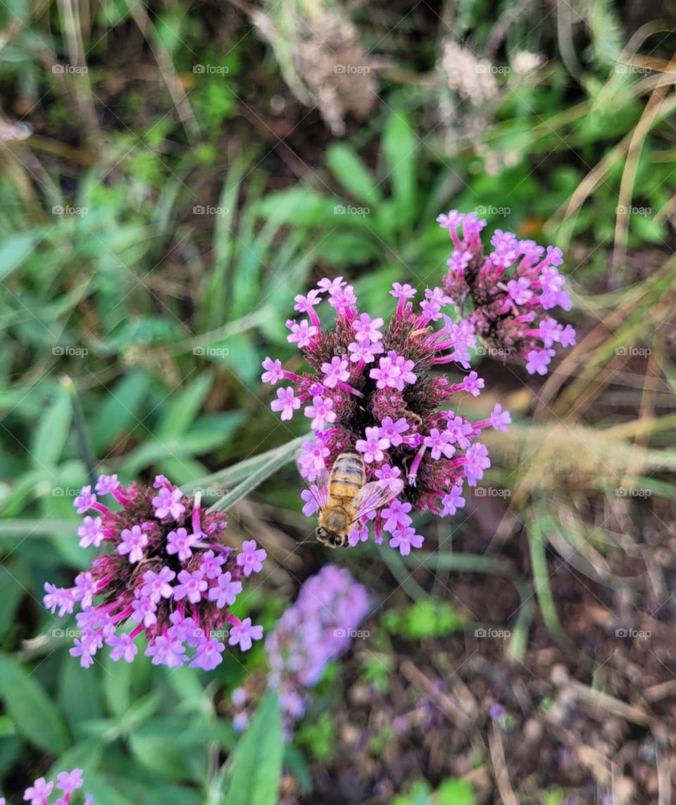 bee on flower