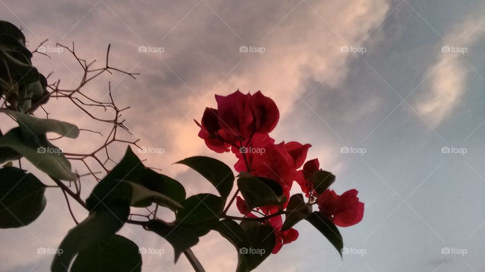 flowers. red flowers with tge beautiful sky.