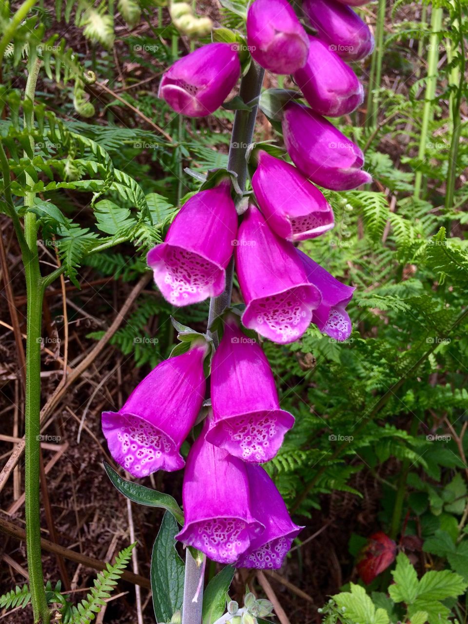 Rich natural colour in North Devon 